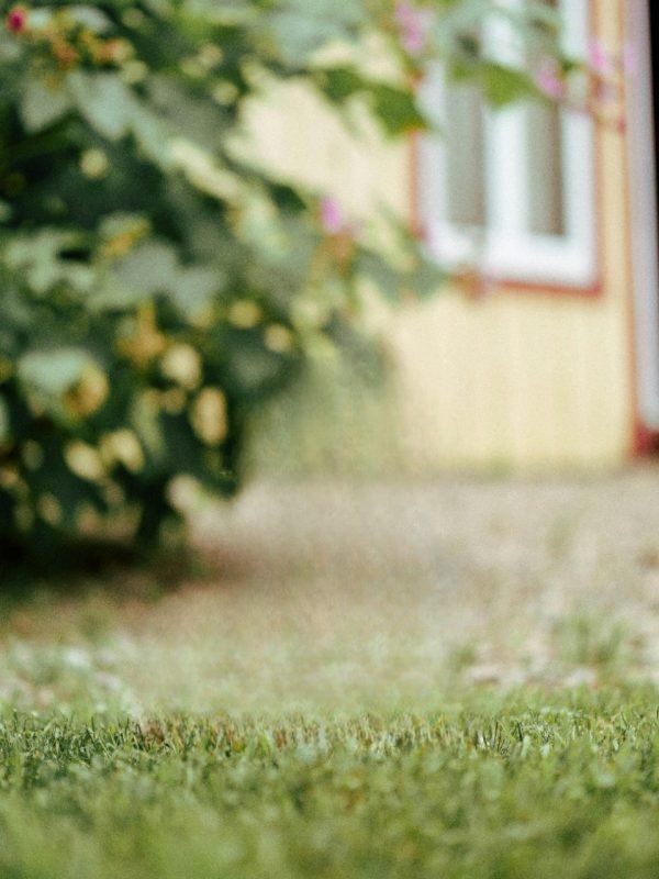 pexels-willpicturethis-27347658 (1)